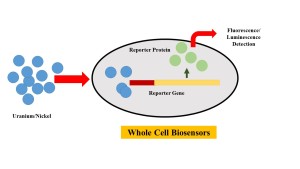 Bioavailability Detection of Uranium and Heavy Metals using whole cell bioreporter strains